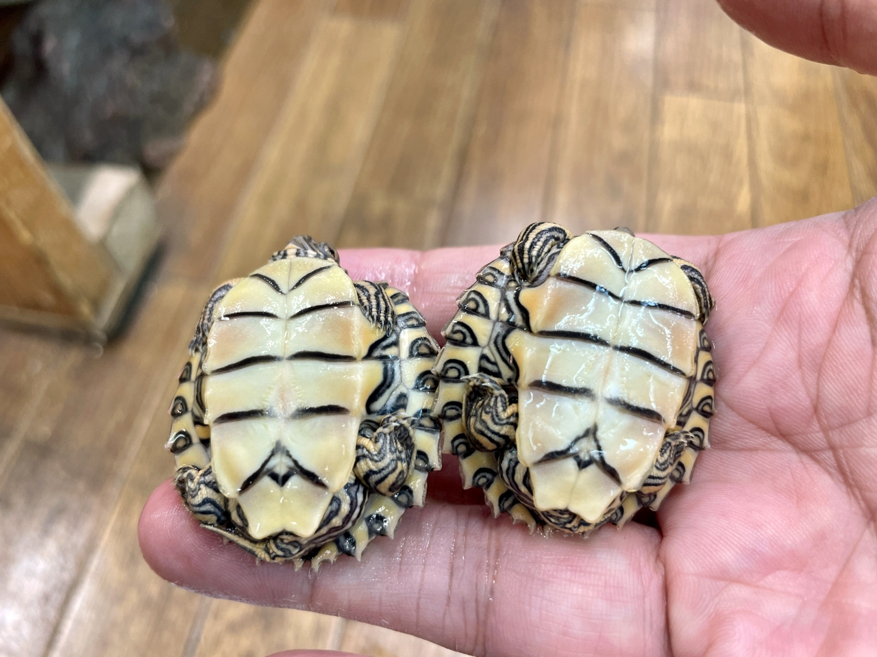 バーバーチズガメ(12)