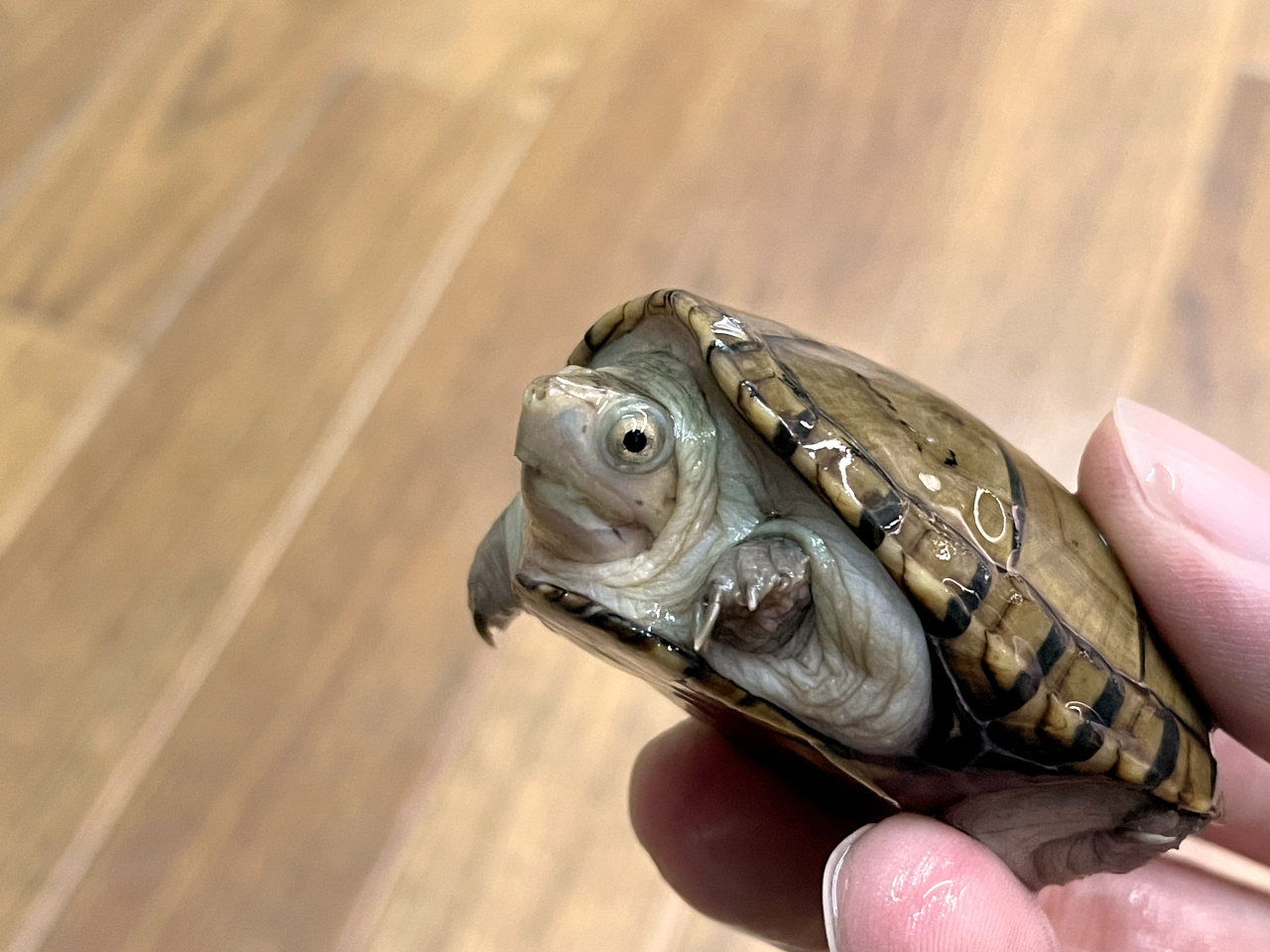 フロリダドロガメ(7)