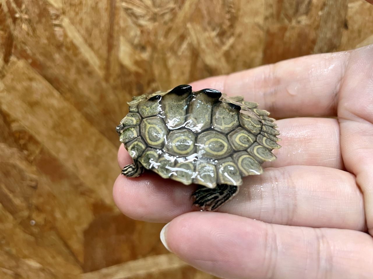 ワモンチズガメ(2)