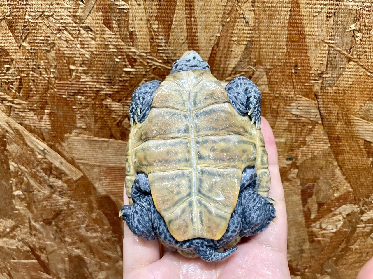 カロリナダイヤモンドバックテラピン(8)