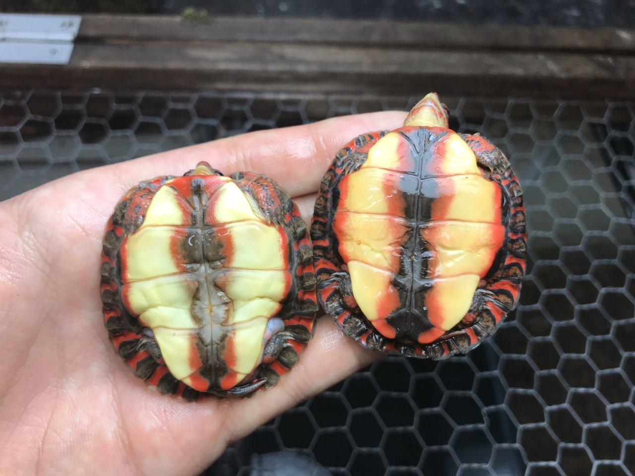 グァテマラアカスジヤマガメ(8)