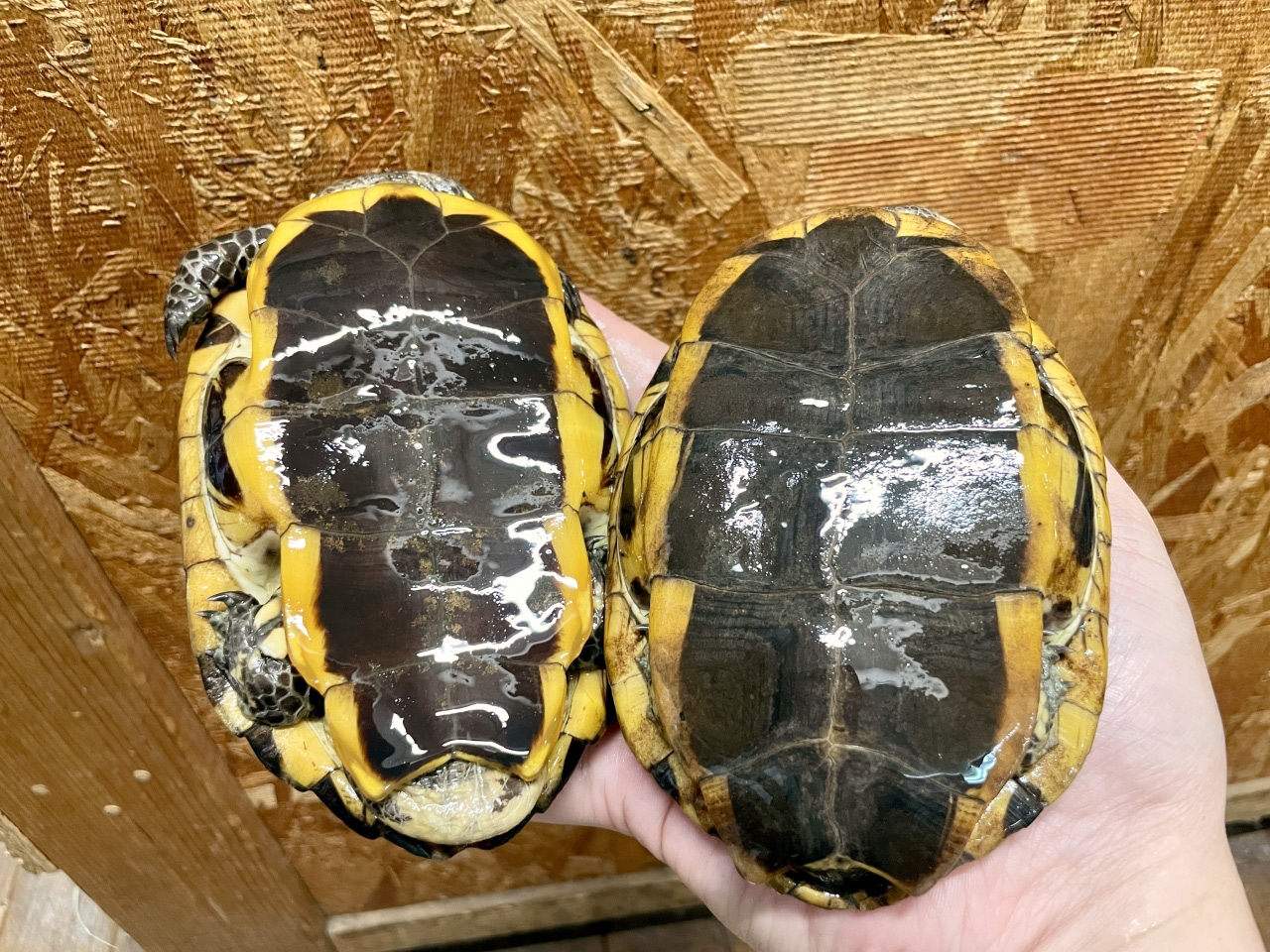 ズアカヒラタヘビクビガメ(12)