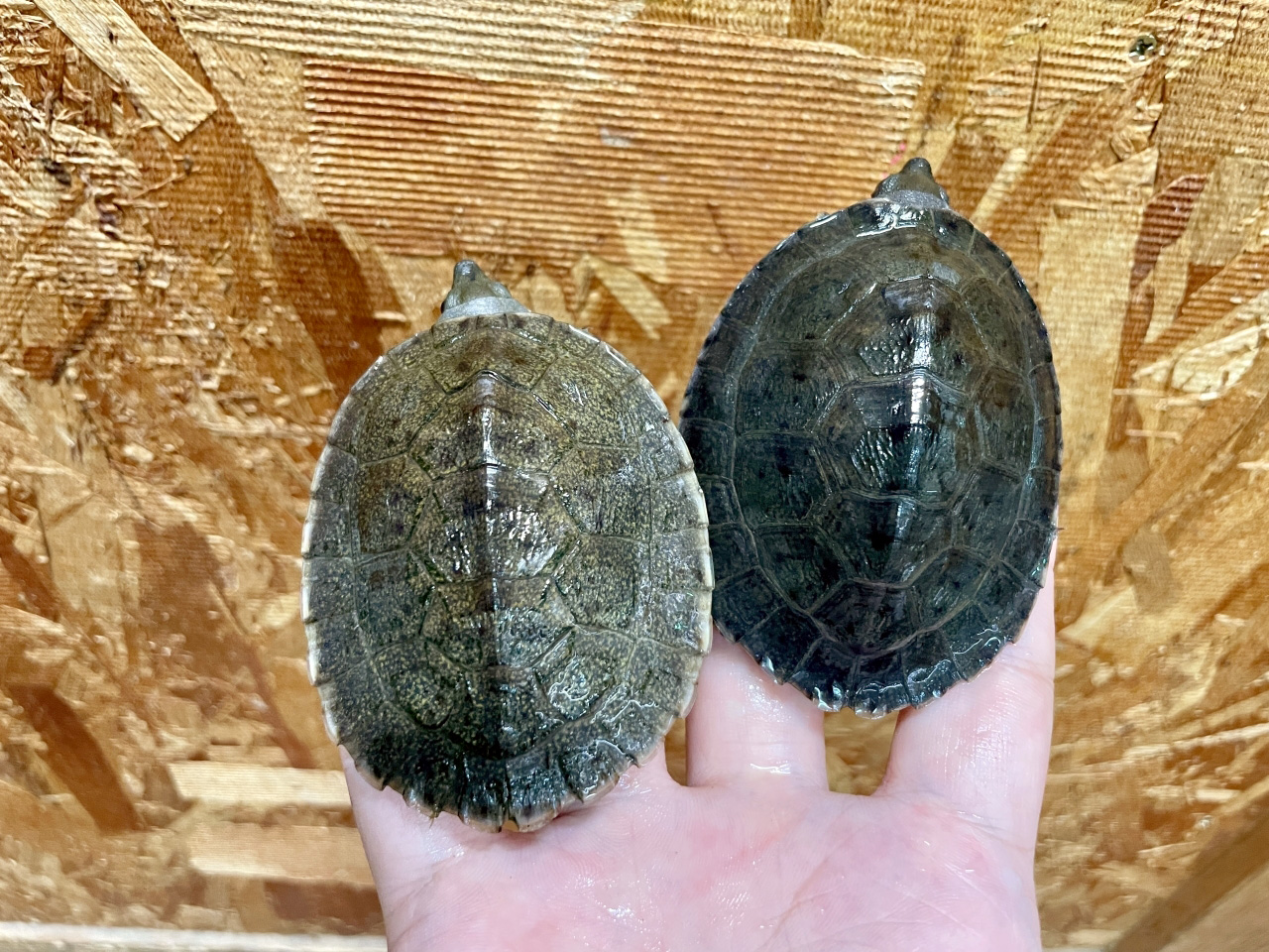 メキシコカワガメ(9)