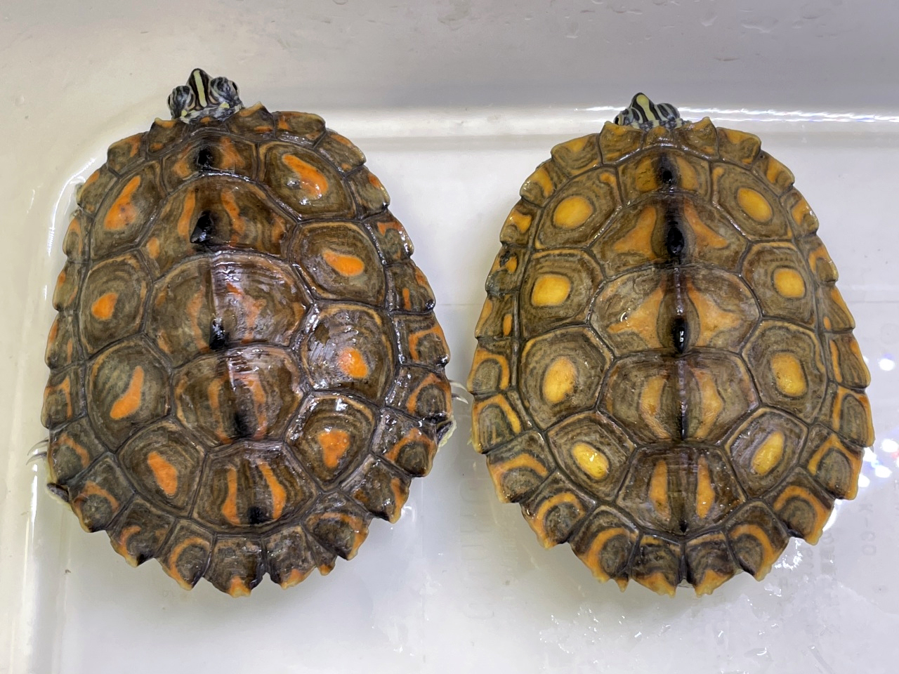 キマダラチズガメ(1)