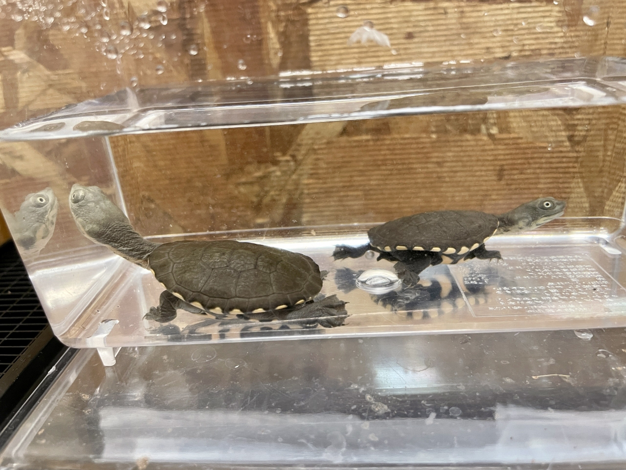 チモールナガクビガメ(8)