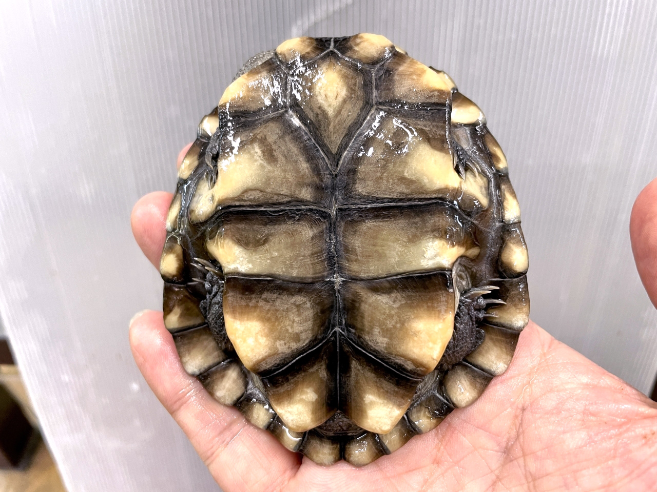 オーストラリアナガクビガメ(8)