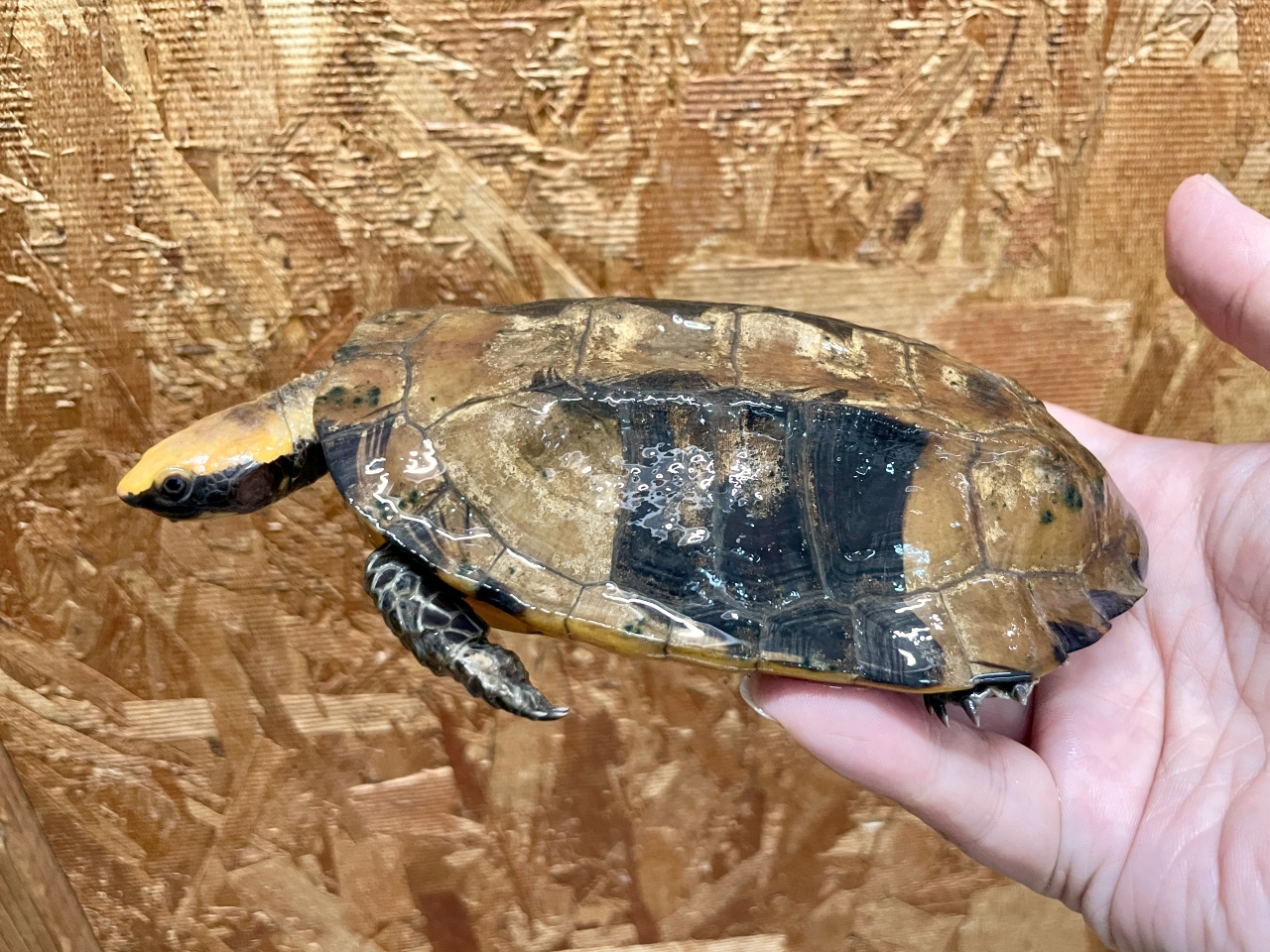 ズアカヒラタヘビクビガメ(9)