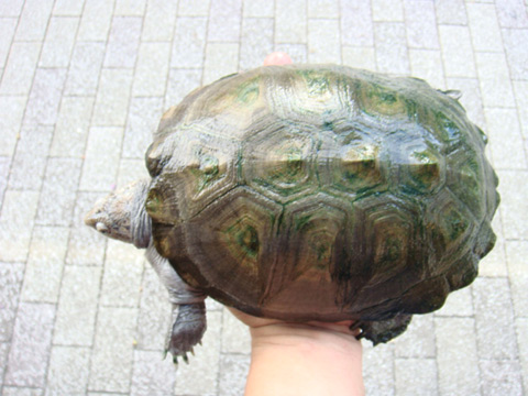 ノコヘリハコヨコクビガメ(9)