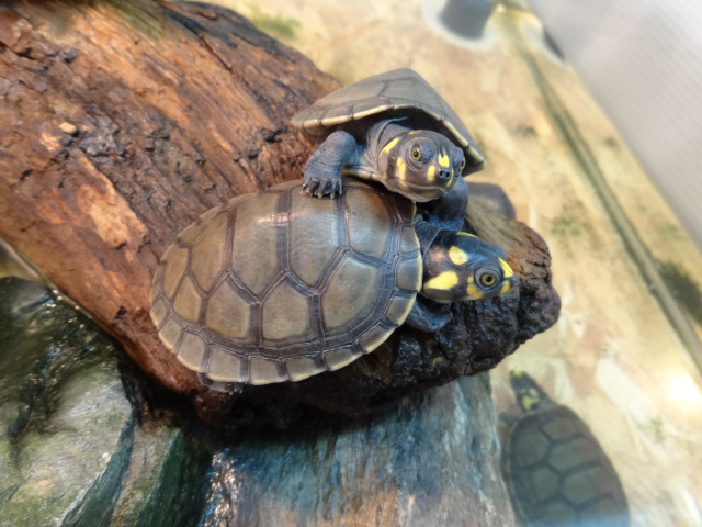 モンキヨコクビガメ(9)