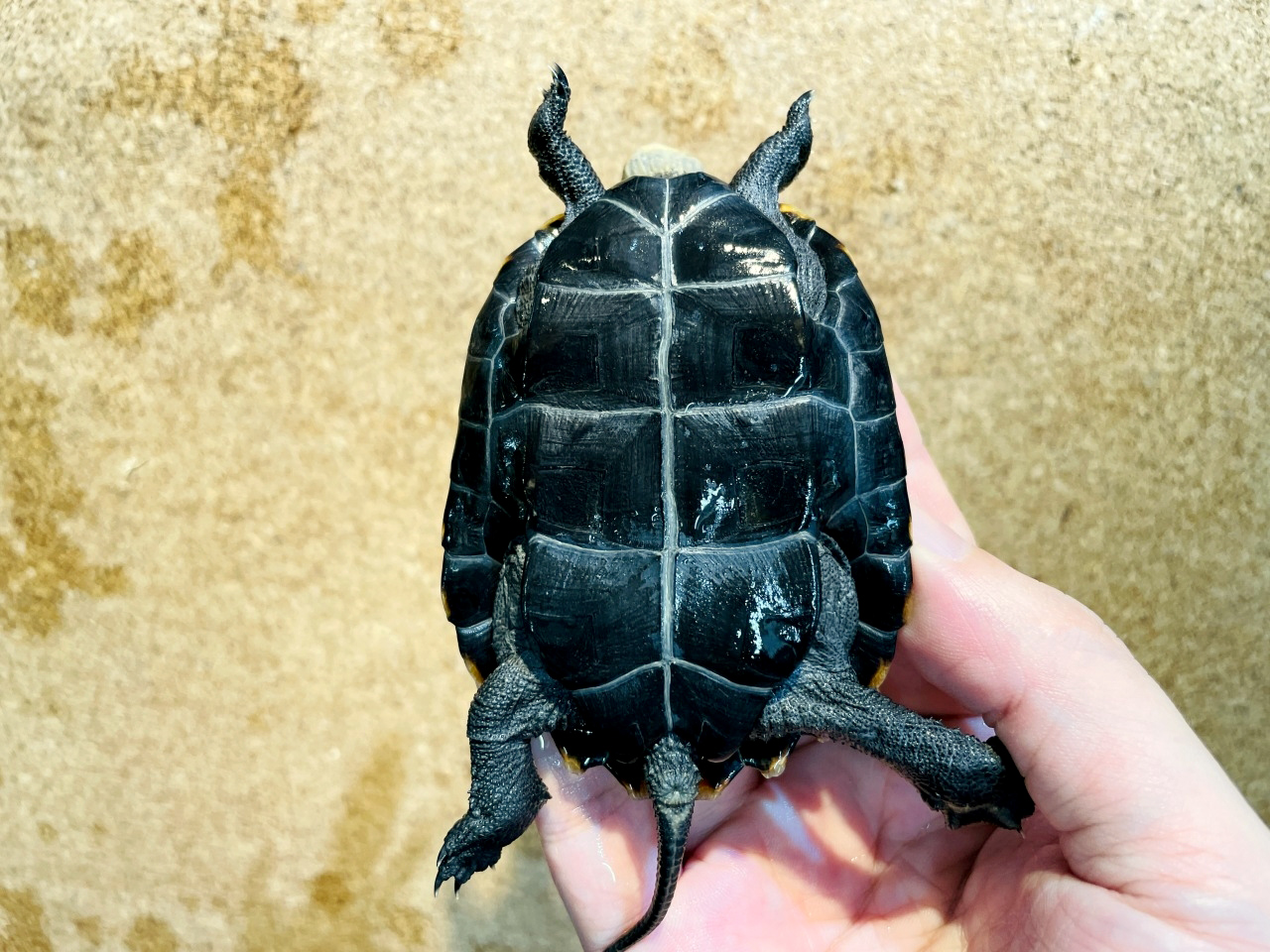 ニホンイシガメ(10)