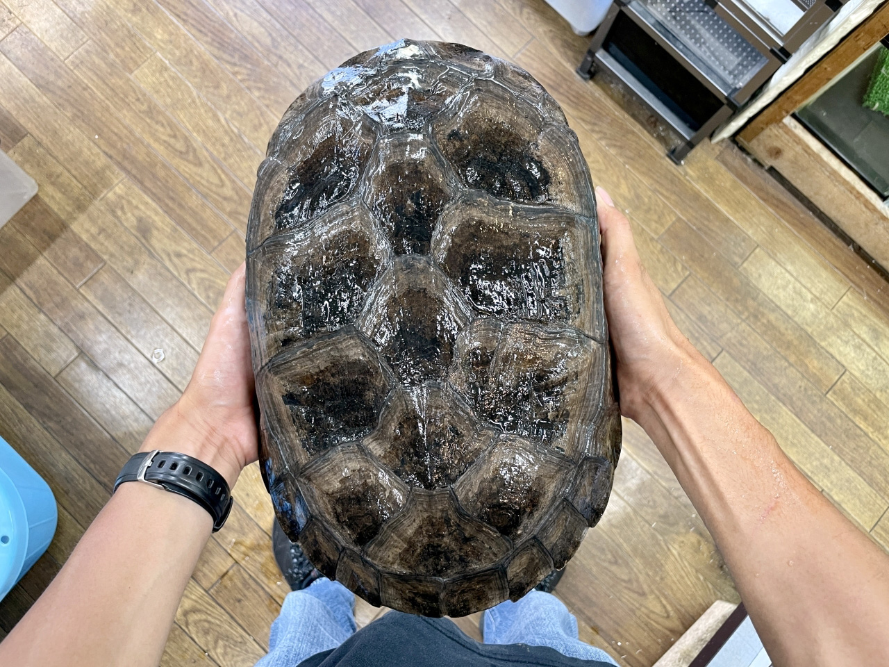 ボルネオカワガメ(6)