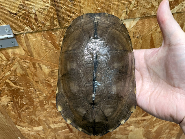 シロガオハコヨコクビガメ