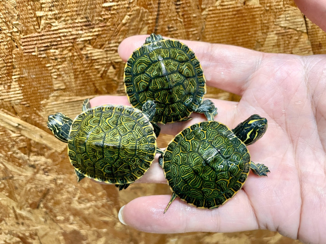 リバークーター