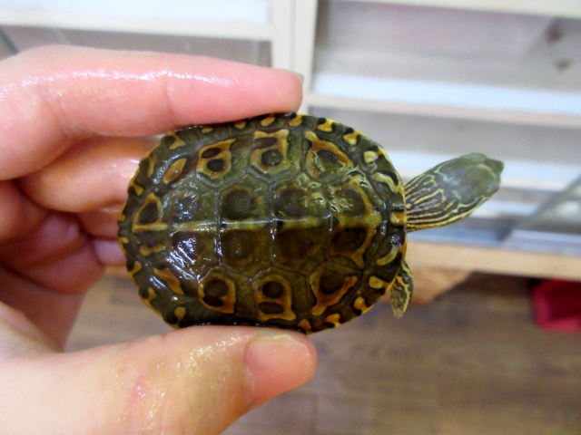 サハライシガメ