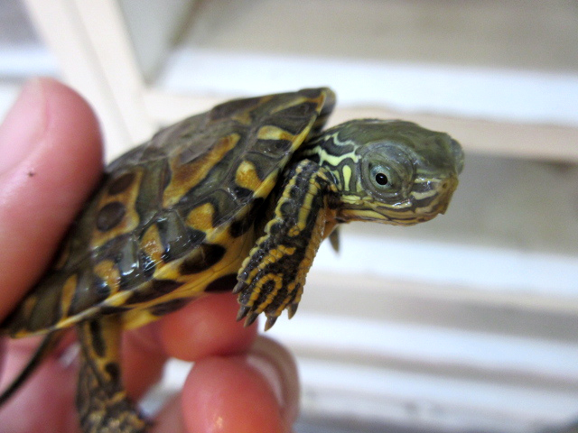 サハライシガメ(2)