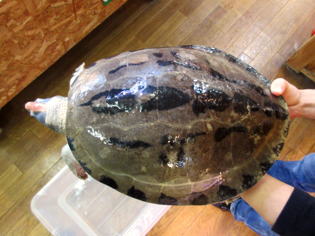 カラグールガメ(11)