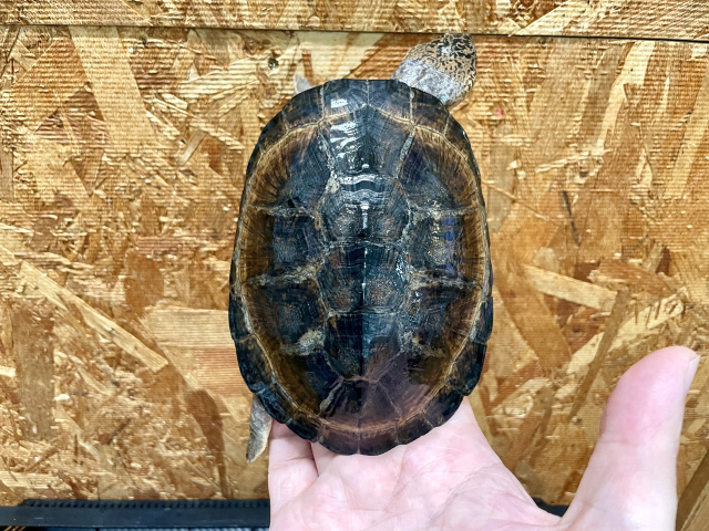 クロハコヨコクビガメ