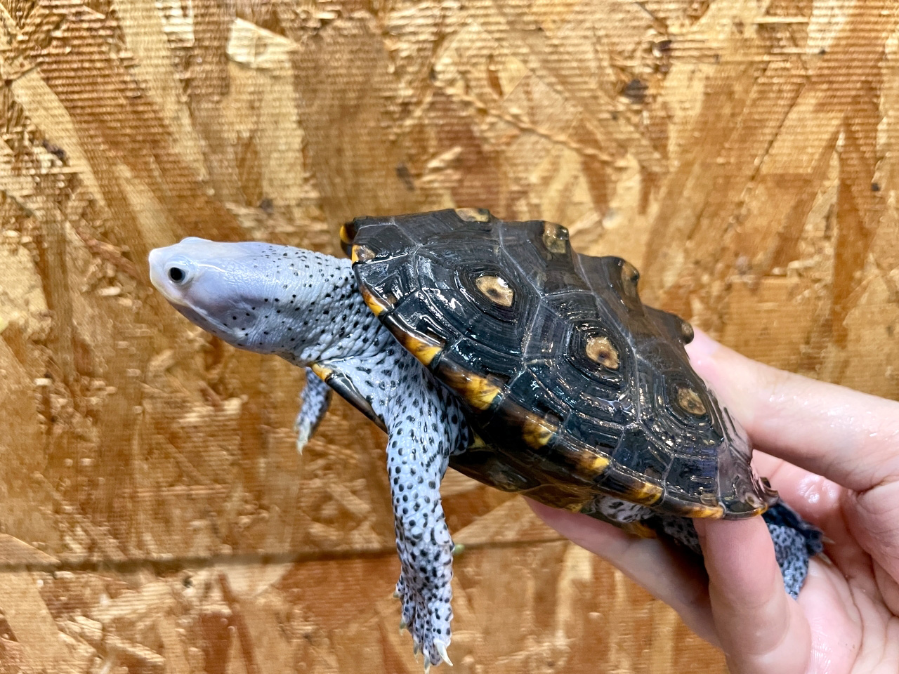 オルナータダイヤモンドバックテラピン(11)