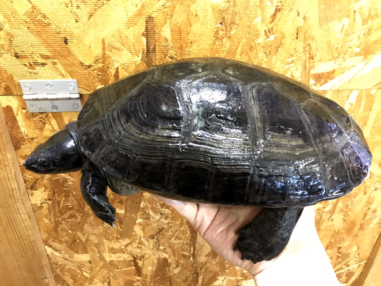 ボルネオカワガメ(2)