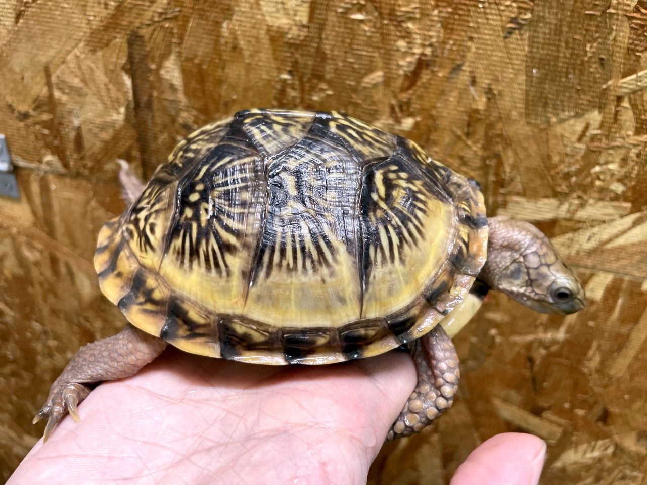 メキシコハコガメ メキシコハコガメ