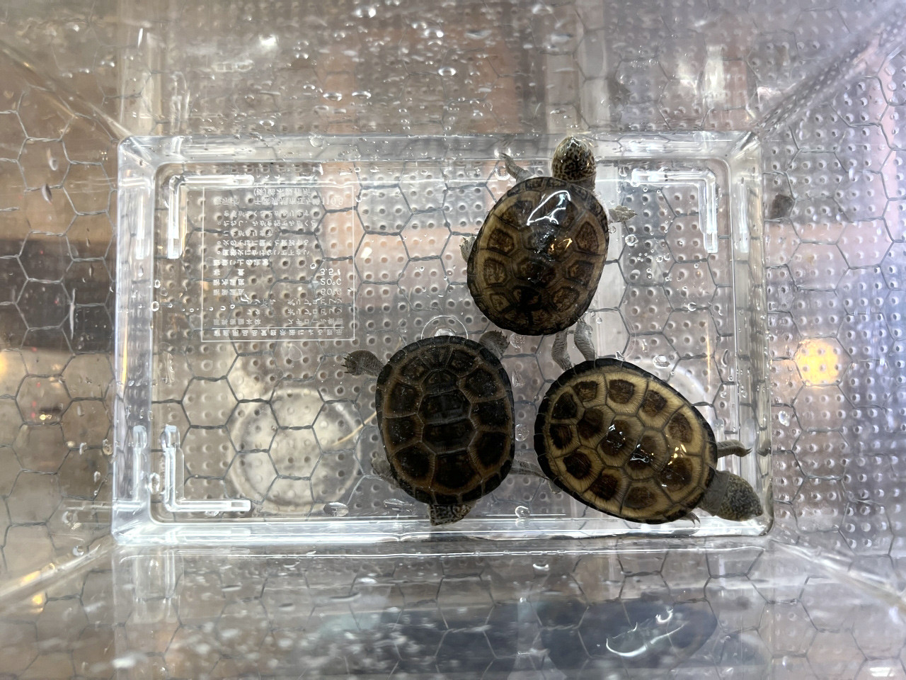 クリイロハコヨコクビガメ(11)