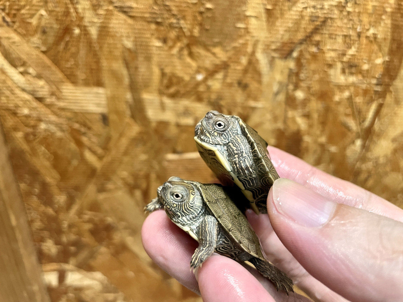 フトマユチズガメ(2)