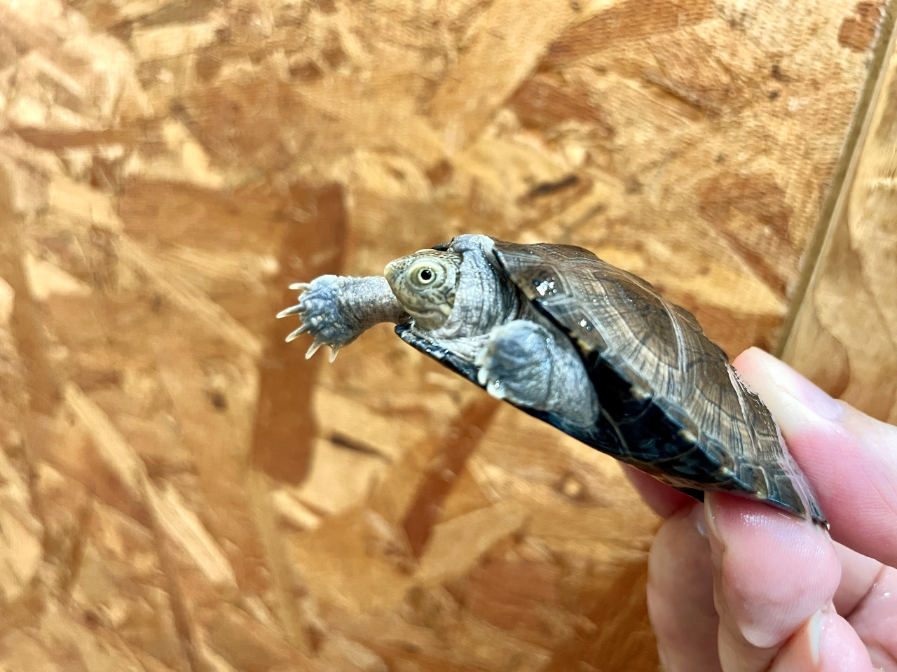 ノコヘリハコヨコクビガメ(7)