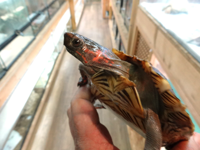 トゲヤマガメ(5)