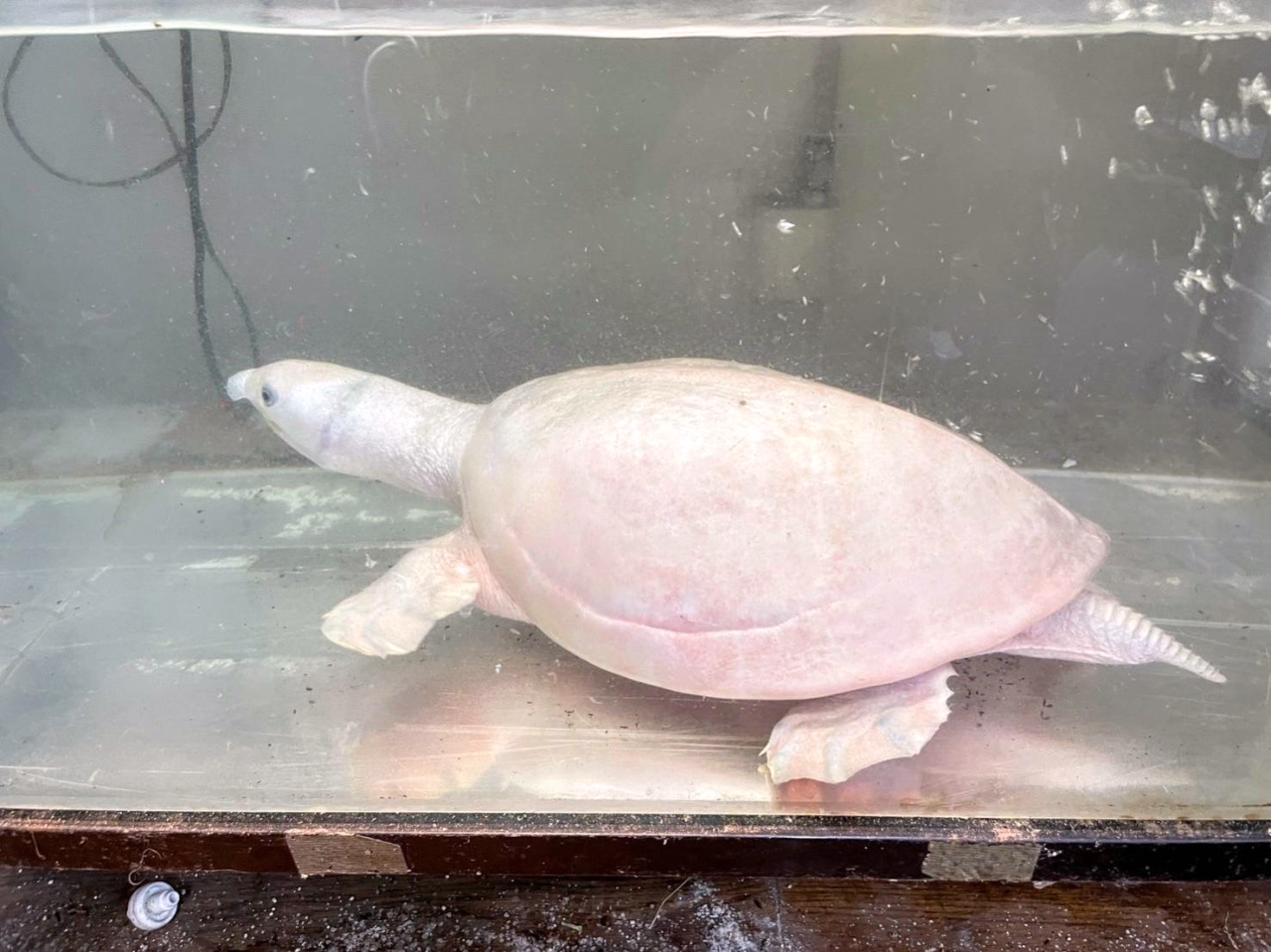 スッポンモドキ(12)