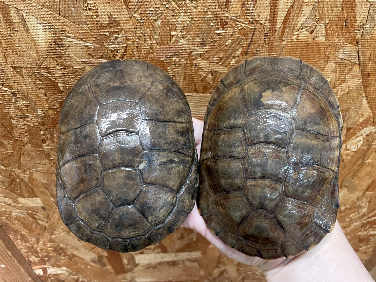 アフリカヌマヨコクビガメ(1)