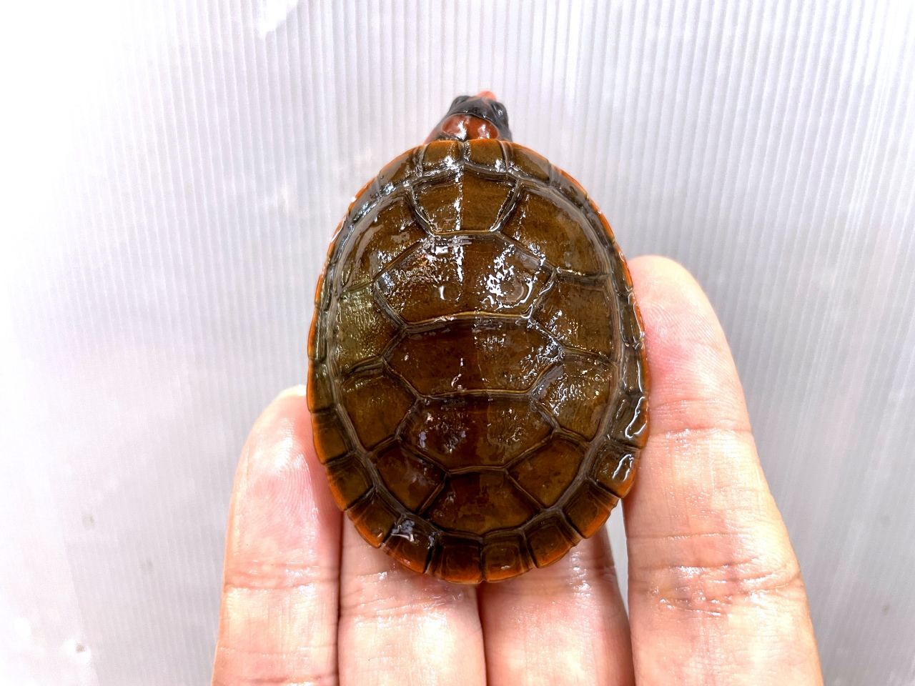 カイエンズアカヨコクビガメ(2)