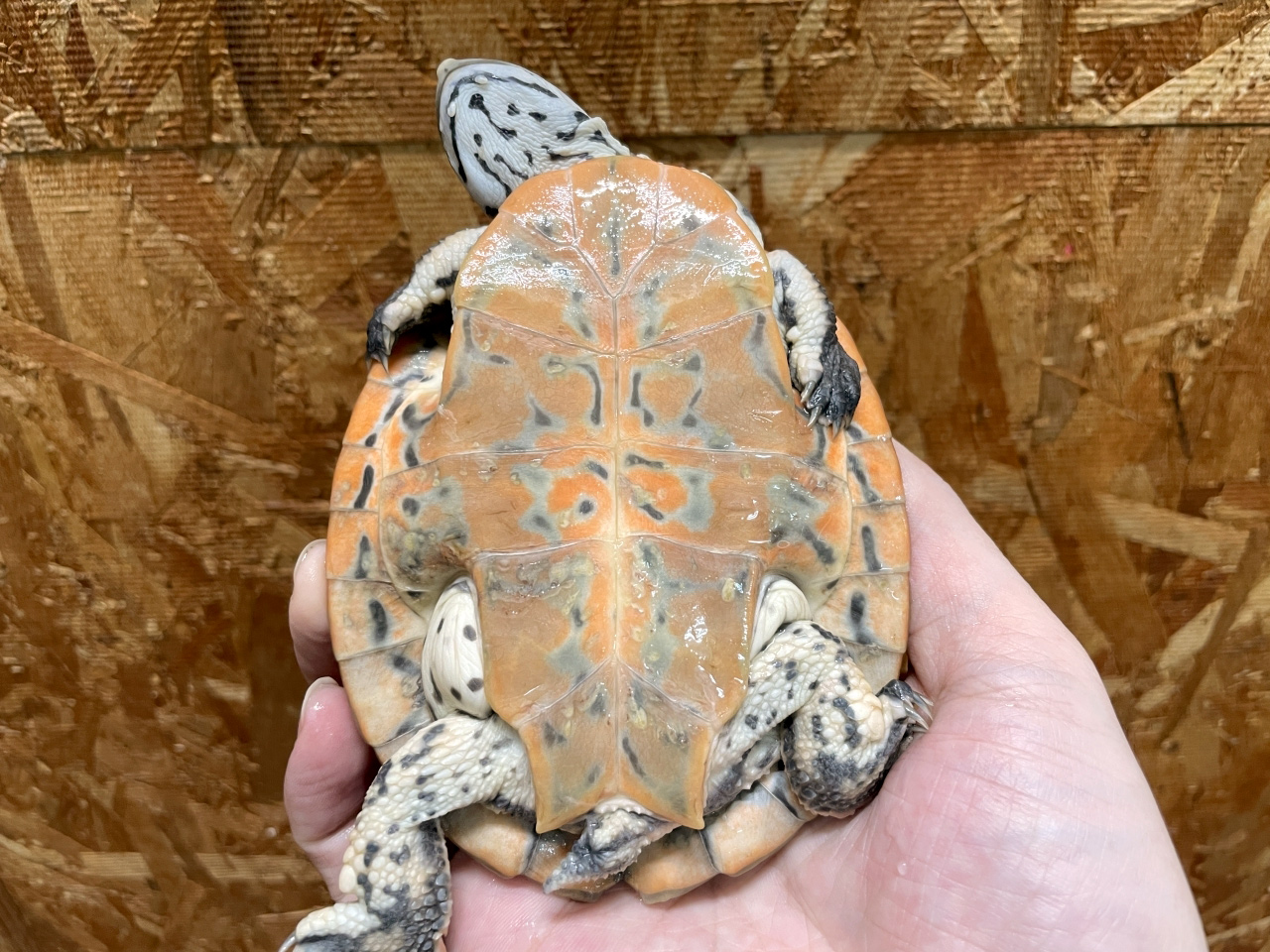 キタジェフロアカエルガメ(8)