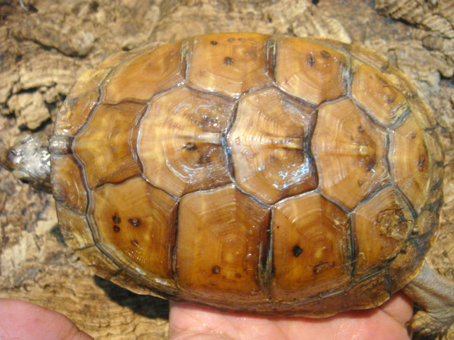 ガルフコーストハコガメ(9)