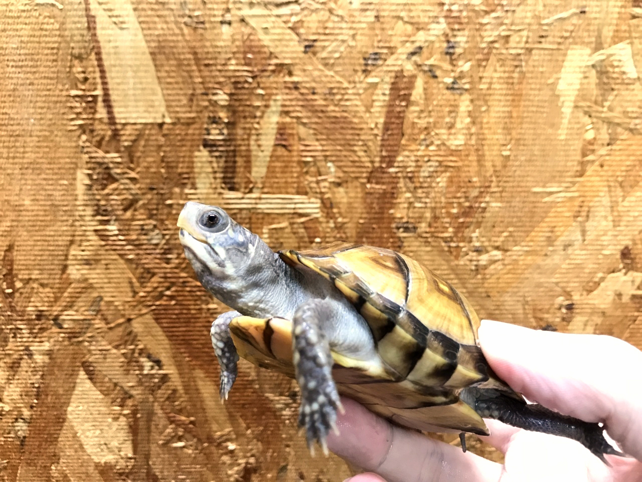 ガルフコーストハコガメ ガルフコーストハコガメ