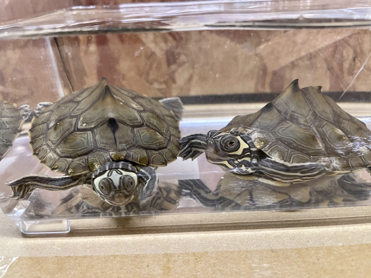 バーバーチズガメ(3)