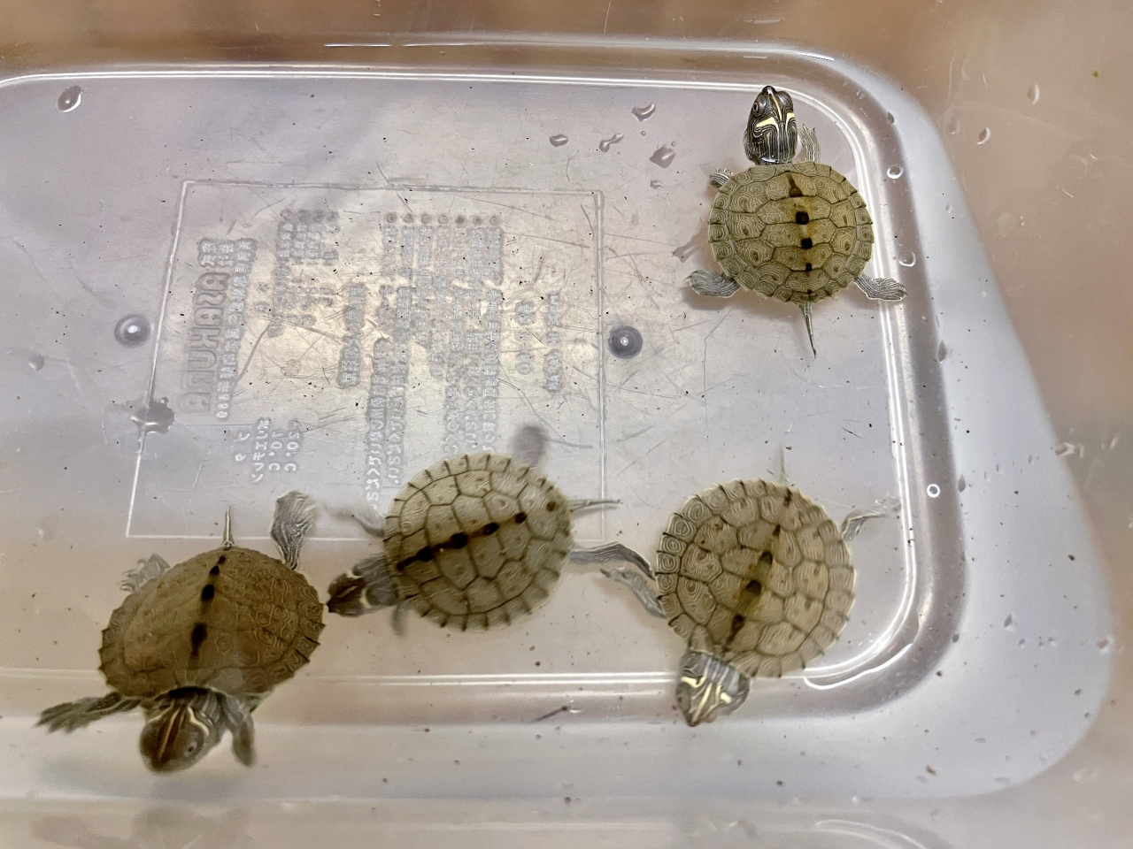 ハイイロチズガメ(3)