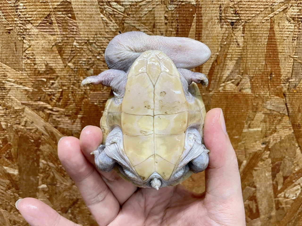 ジーベンロックナガクビガメ(9)