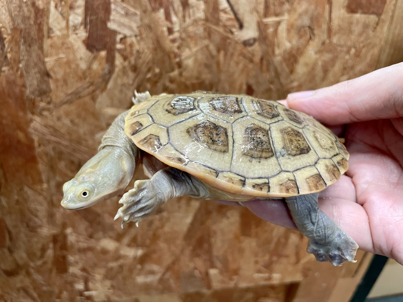 パーケリーナガクビガメ(5)