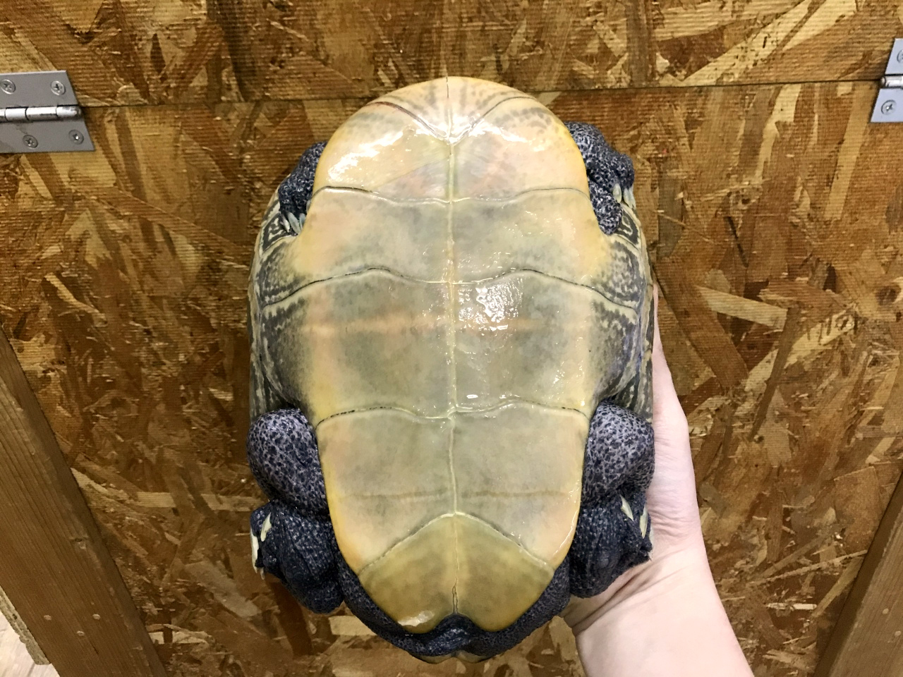 ノーザンダイヤモンドバックテラピン(9)