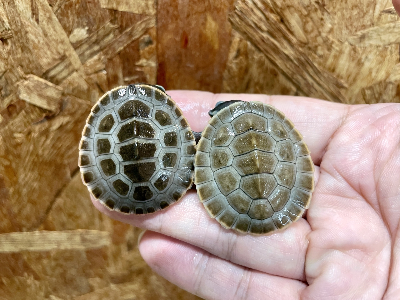 ニシキマゲクビガメ(4)