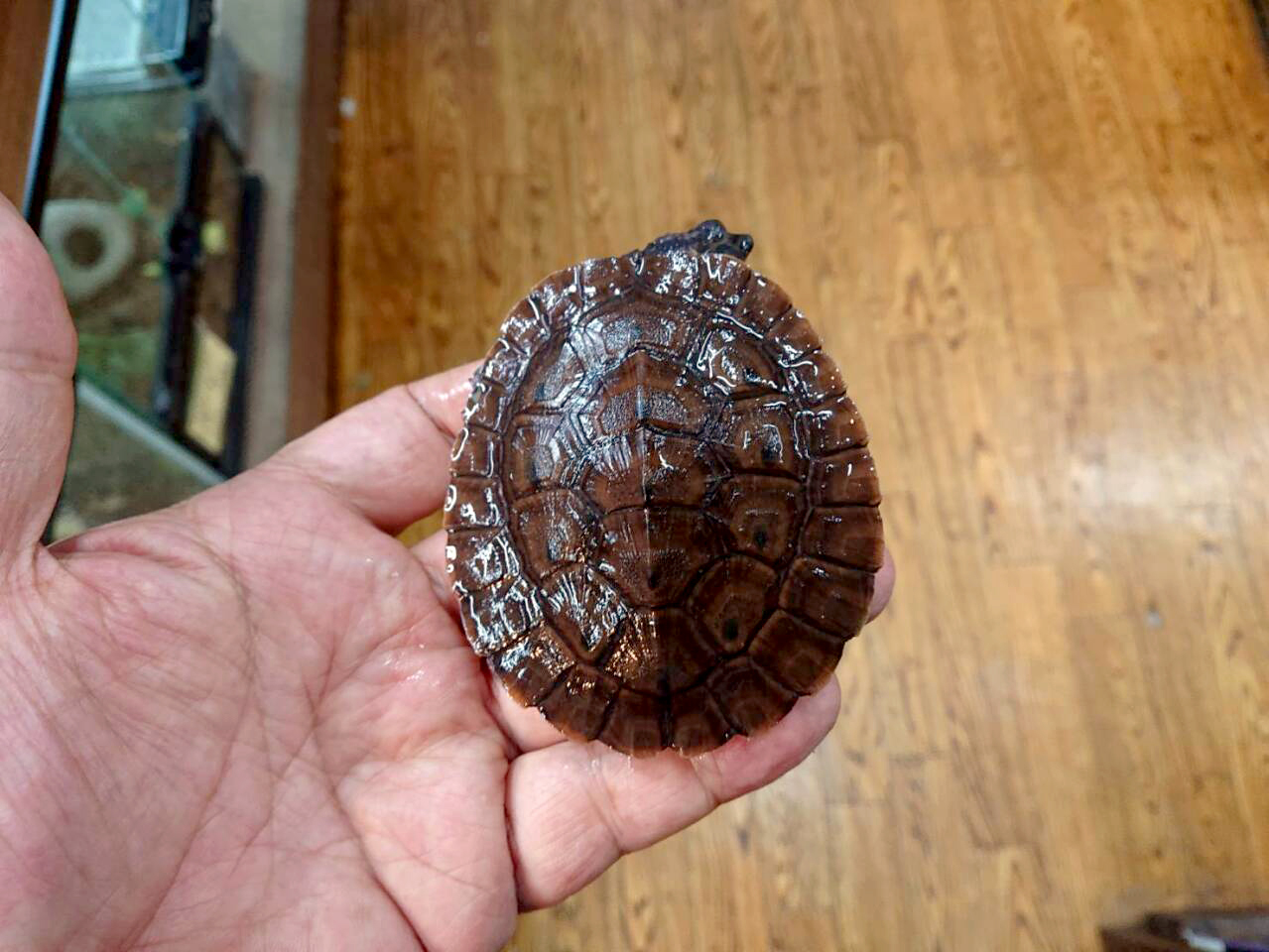 サウスイリアンカブトガメ(4)