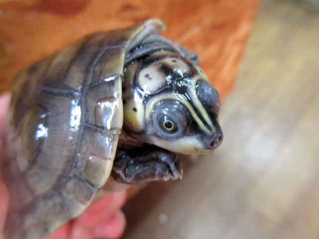オオヨコクビガメ(11)