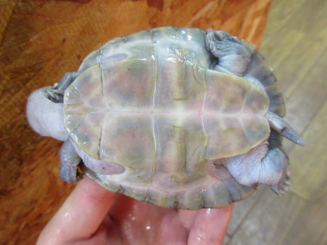 オオヨコクビガメ(12)