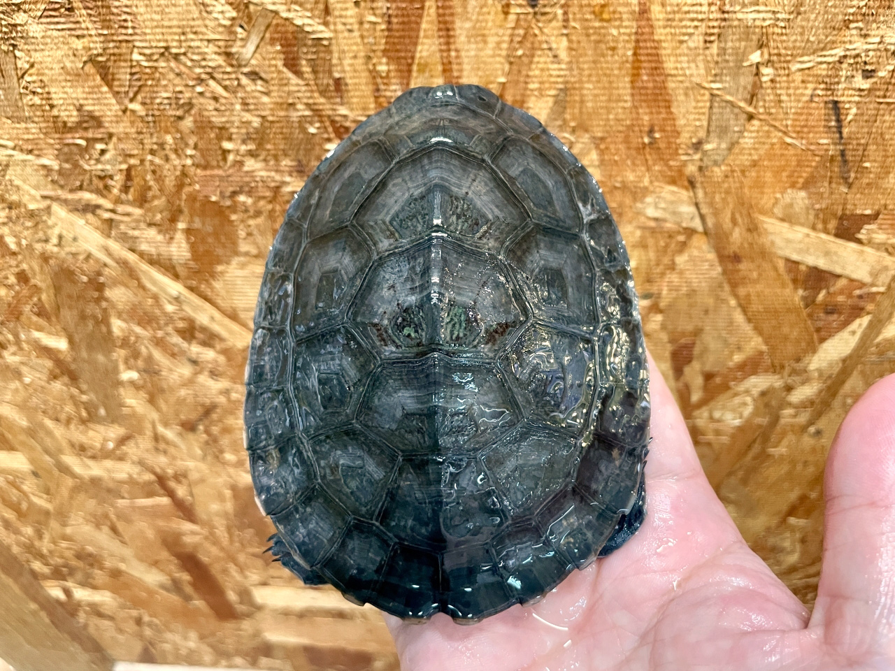 メキシコカワガメ(1)