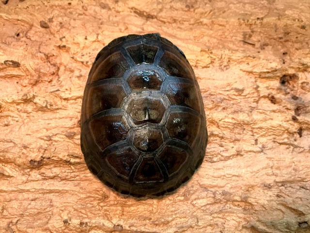 爬虫類図鑑 カメ図鑑（ミズガメ）