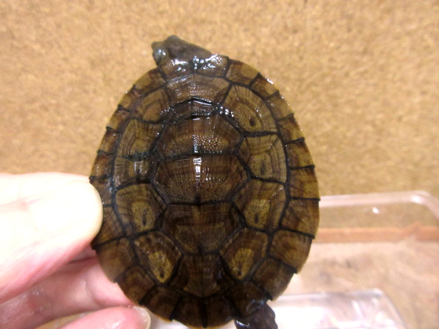 ニューギニアカブトガメ(5)