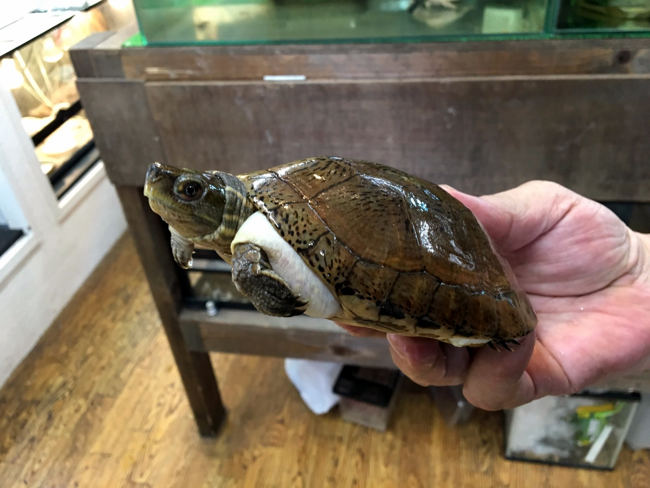 ジャノメイシガメ(11)