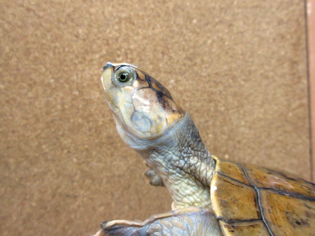サバンナヨコクビガメ(11)