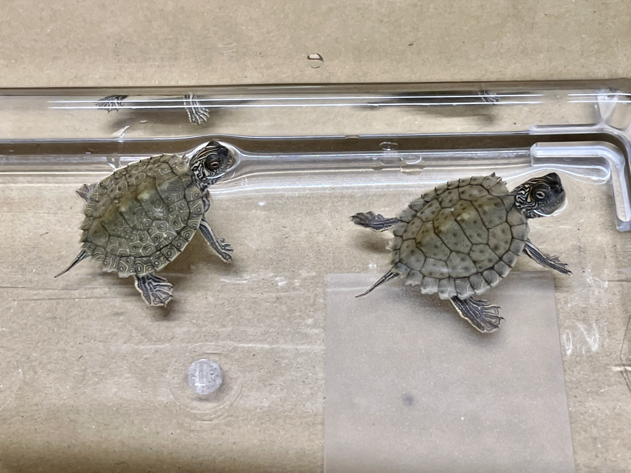 テキサスチズガメ(7)