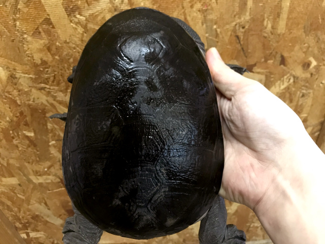 ジーベンロックナガクビガメ